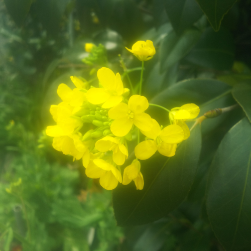 菜の花の画像