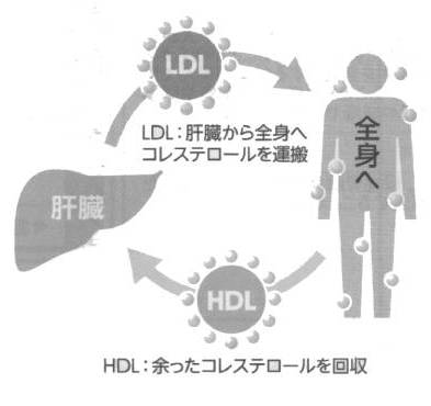 コレステロールの働きの図解
