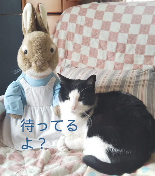 ここ(猫)とうさぎがソファでくつろいでいる画像。「待ってるよ」の文字付き