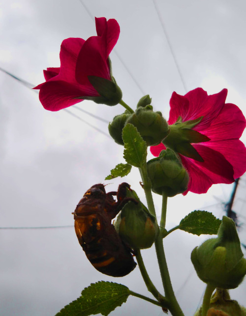 夏の花、葵の茎に蝉の脱け殻がくっついている画像