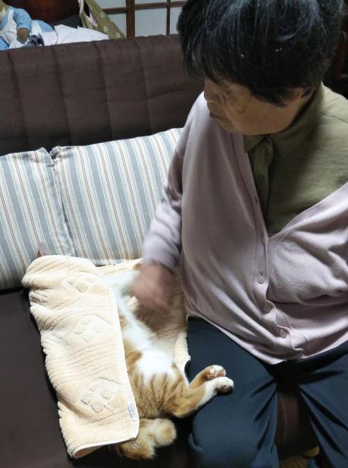 猫にタオルをかけてあげる母の画像