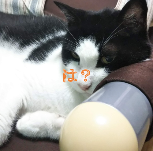 目つきの悪いここ(猫)の画像