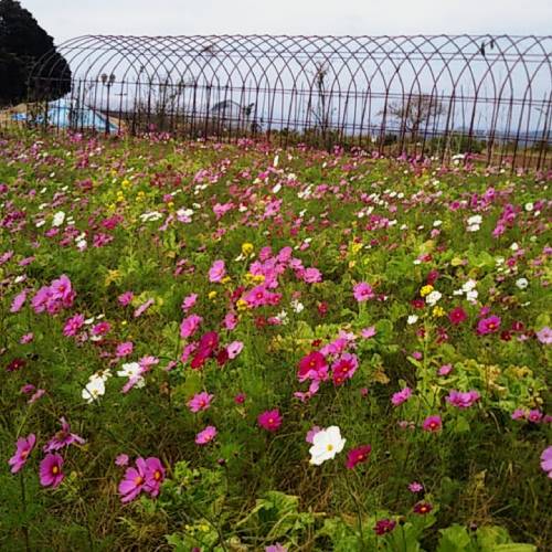 公園のコスモスと菜の花の画像。