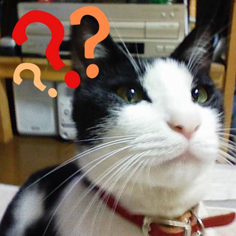ここ（猫）の頭の上に、ハテナマークが3つ付いている画像
