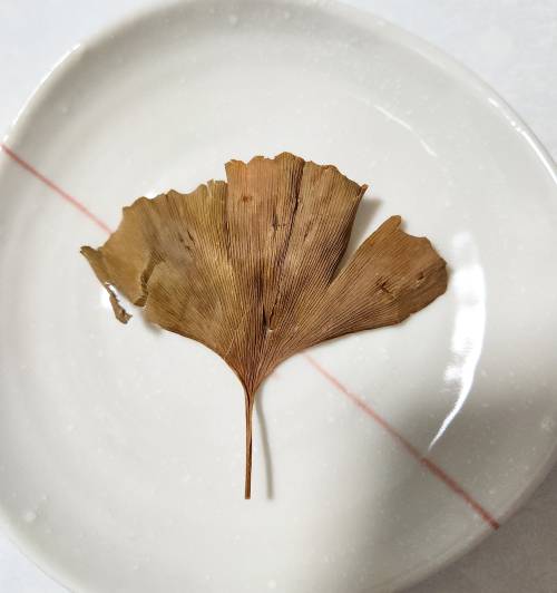 そのままのイチョウ葉の形が残ったの茶葉の画像