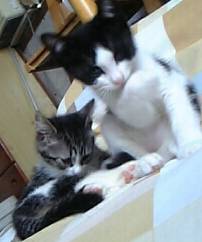 子猫の頃のねねちゃんとここちゃんの画像