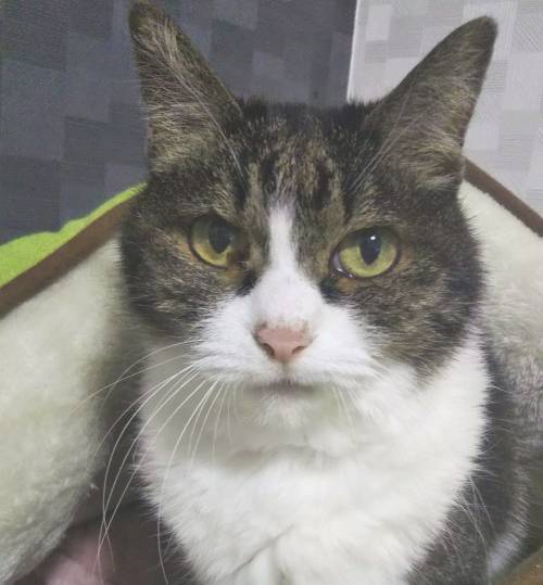 ねねちゃん(猫)の画像