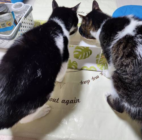 猫のねねちゃんとここちゃんが食事している後ろ姿の画像