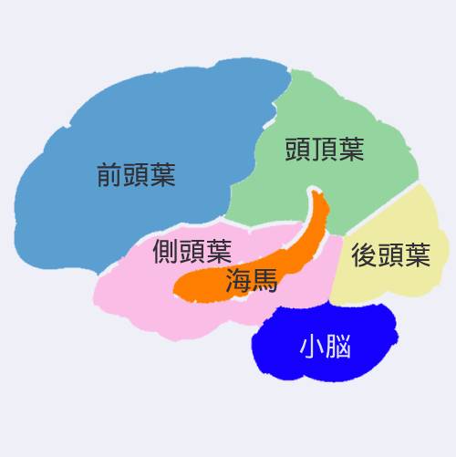 脳の6つの部位の位置関係を示したイラスト
