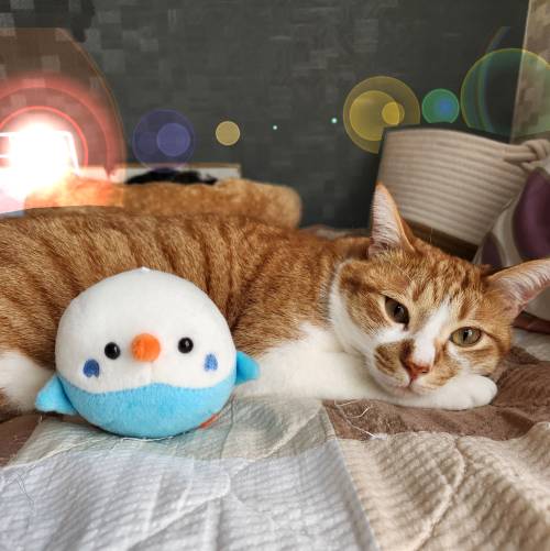 ベッドに寝そべっている猫とインコのぬいぐるみの画像